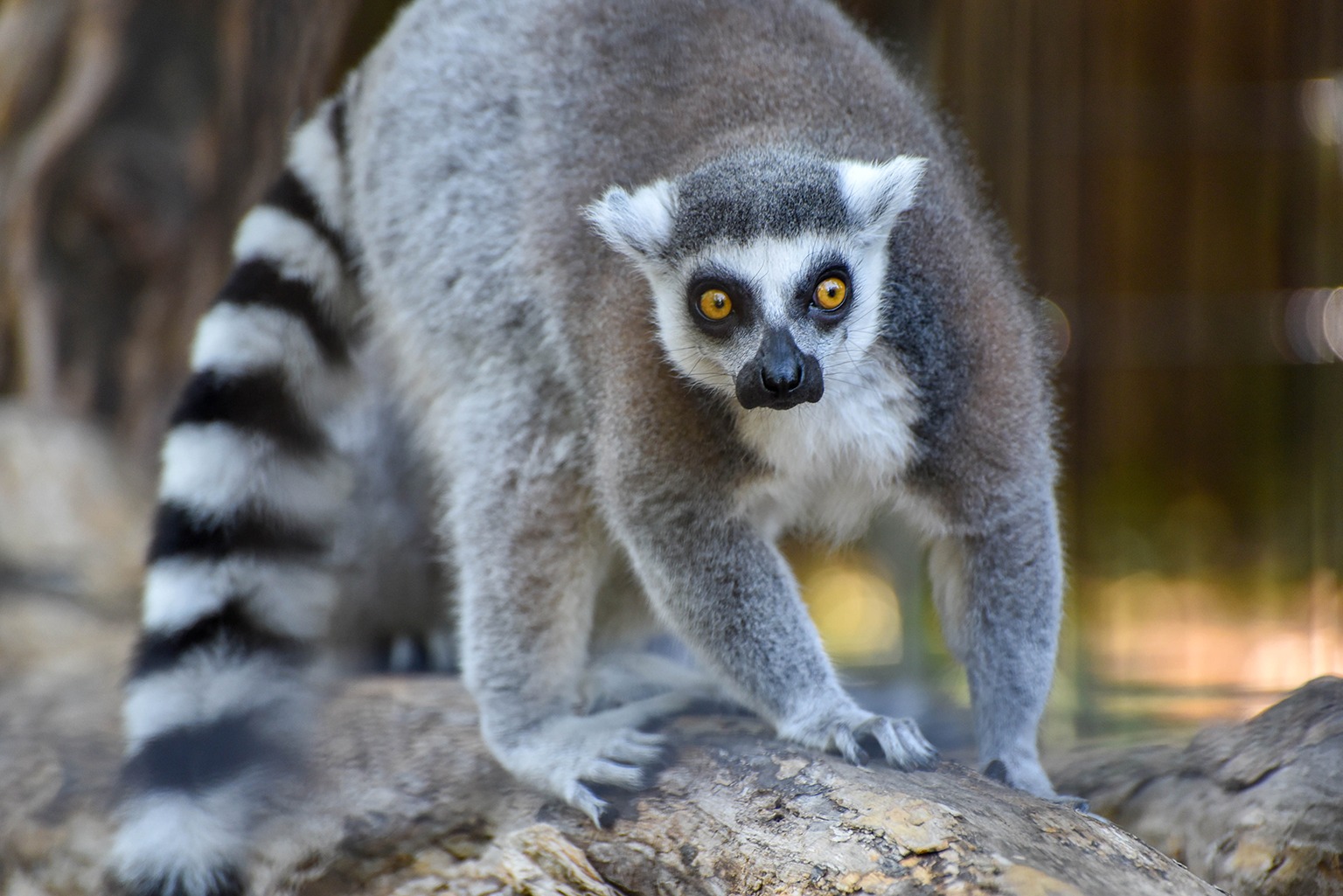 Detail Images Of Lemurs Nomer 15