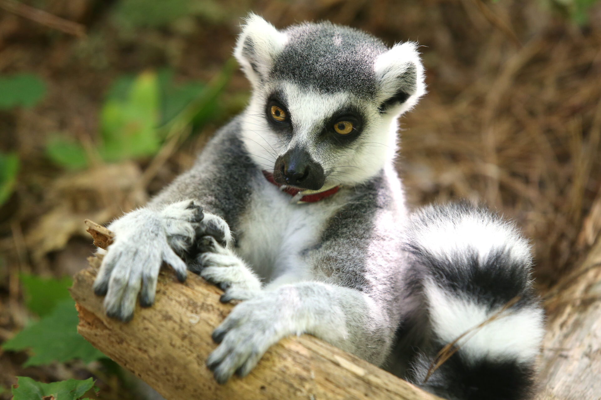 Detail Images Of Lemurs Nomer 19