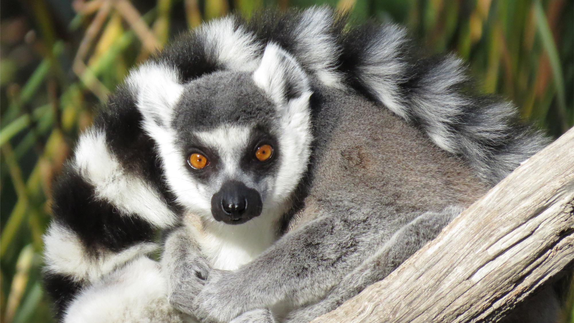 Detail Images Of Lemurs Nomer 23