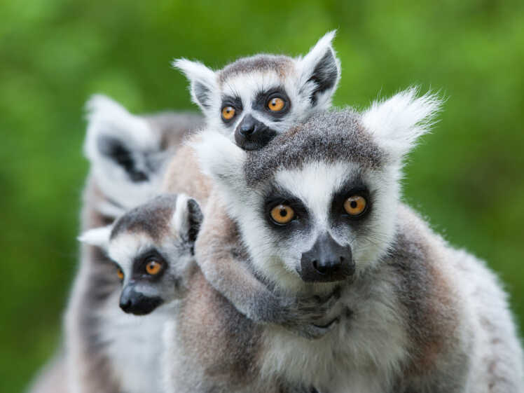 Detail Images Of Lemurs Nomer 26