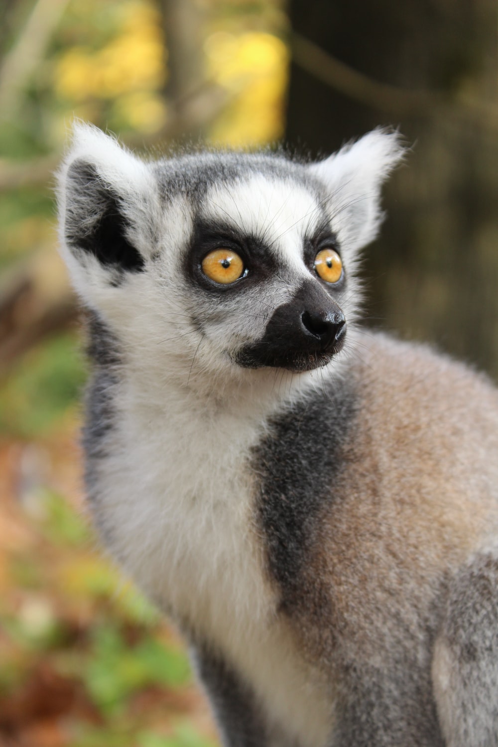 Detail Images Of Lemurs Nomer 29