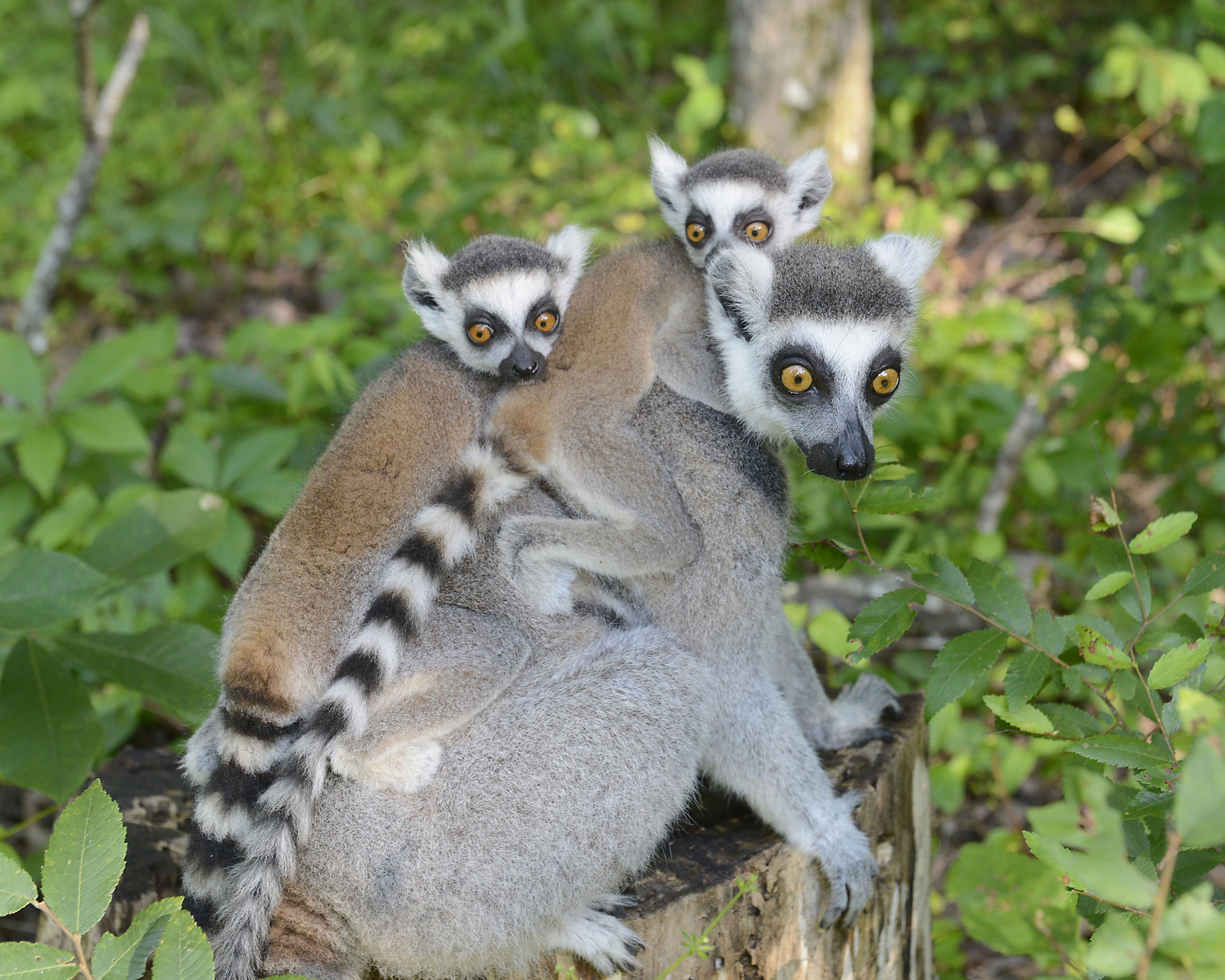 Detail Images Of Lemurs Nomer 30