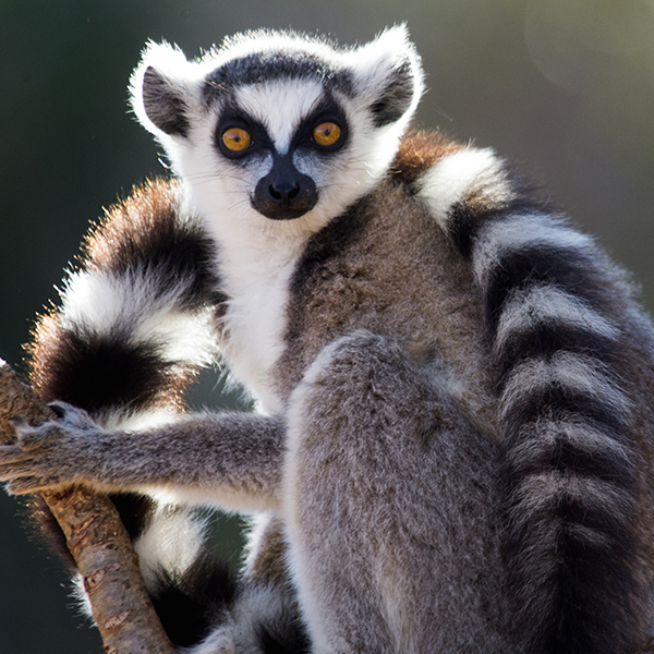 Detail Images Of Lemurs Nomer 38