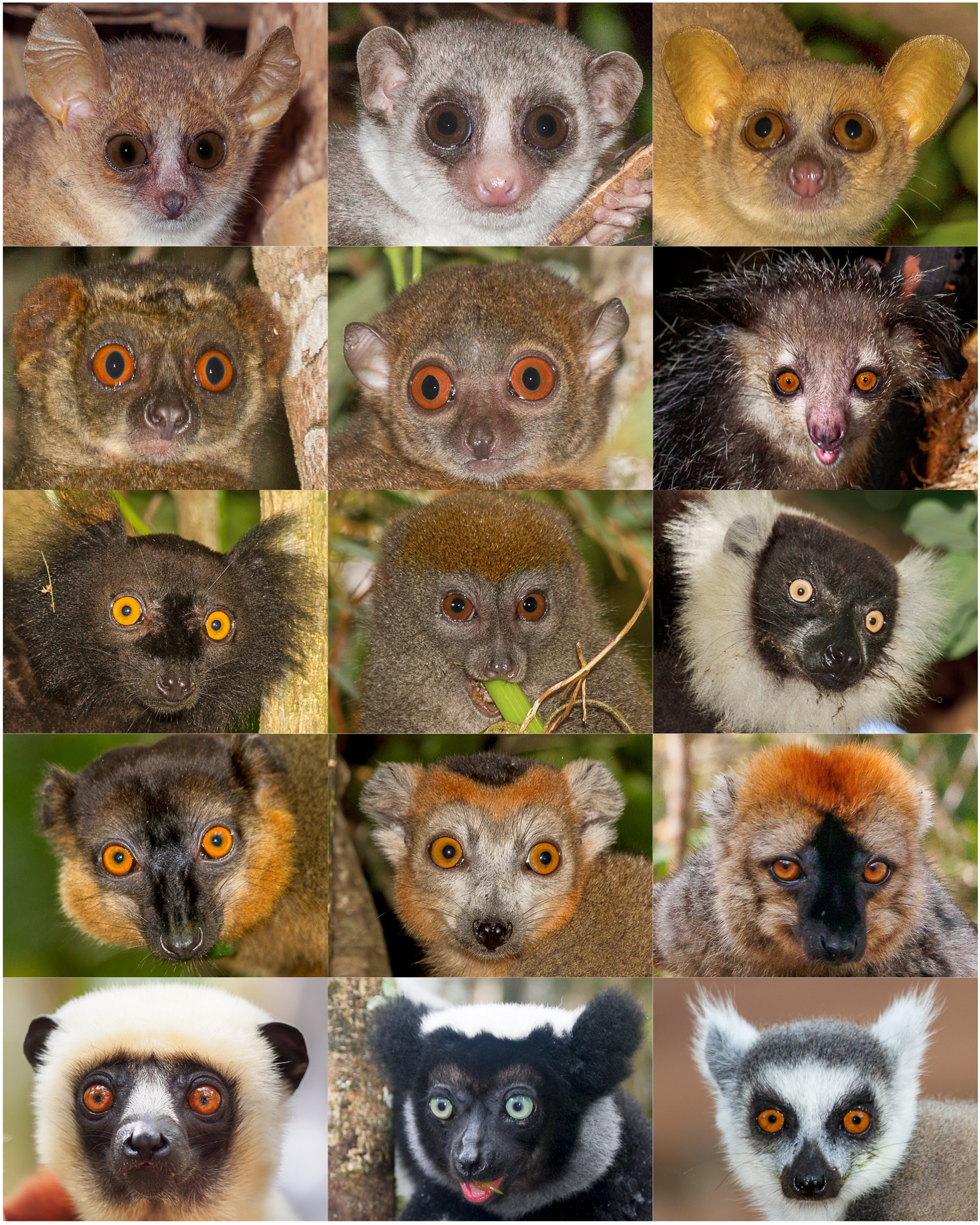 Detail Images Of Lemurs Nomer 43