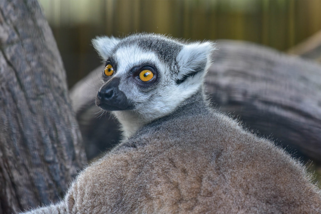 Detail Images Of Lemurs Nomer 46