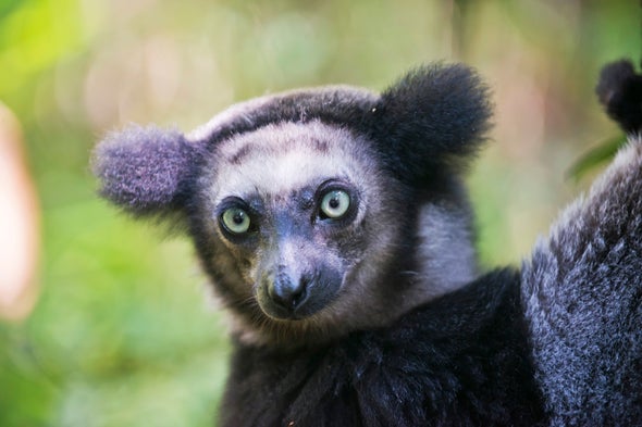 Detail Images Of Lemurs Nomer 51