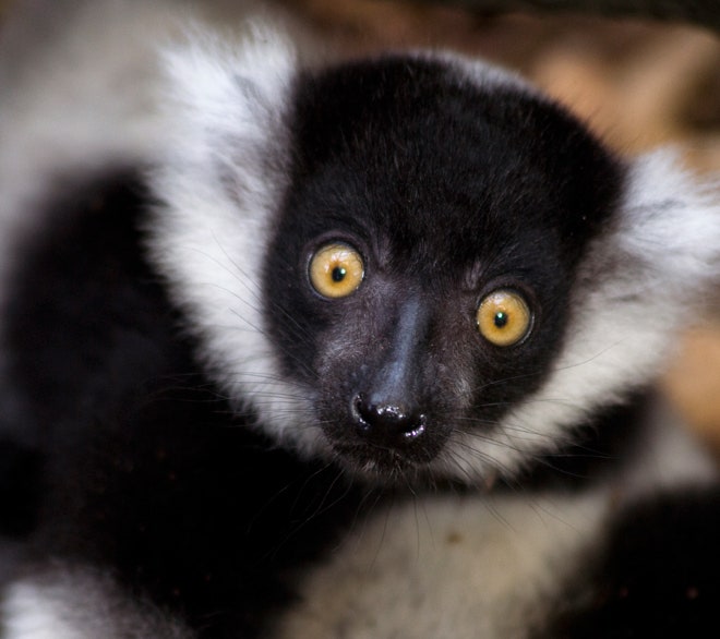 Detail Images Of Lemurs Nomer 53