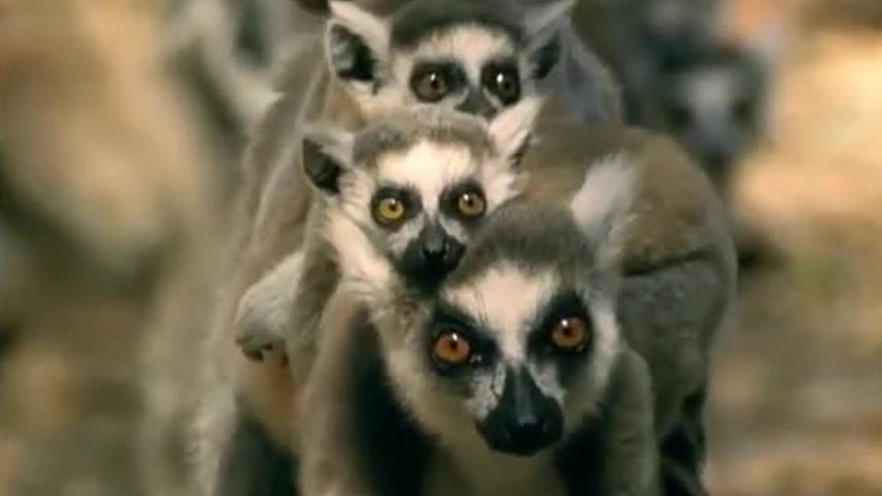 Detail Images Of Lemurs Nomer 56