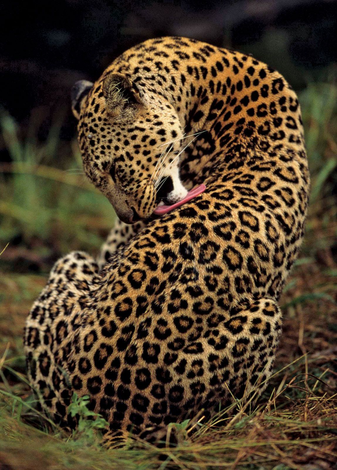 Detail Images Of Leopards Nomer 17