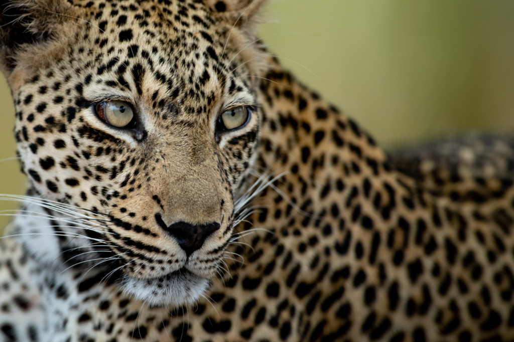Detail Images Of Leopards Nomer 22