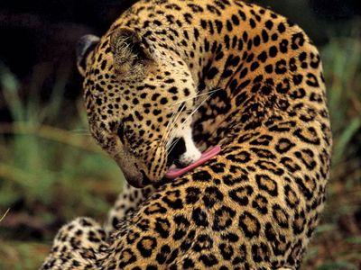 Detail Images Of Leopards Nomer 5