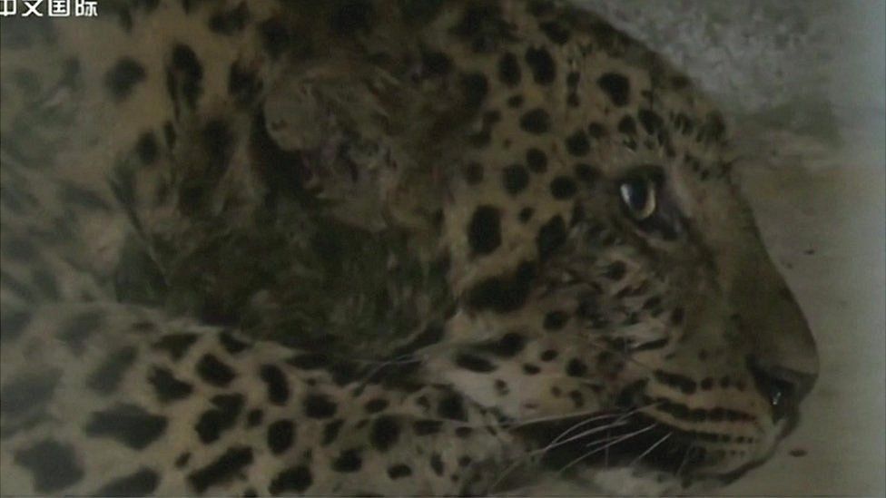 Detail Images Of Leopards Nomer 55