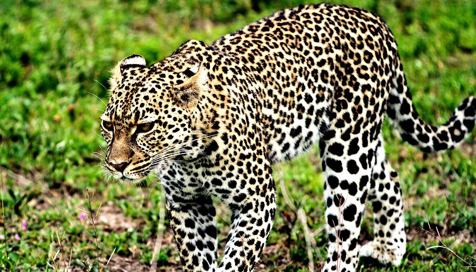 Detail Images Of Leopards Nomer 58