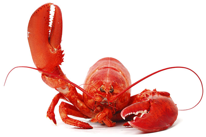 Detail Images Of Lobster Nomer 11