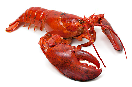 Detail Images Of Lobster Nomer 12