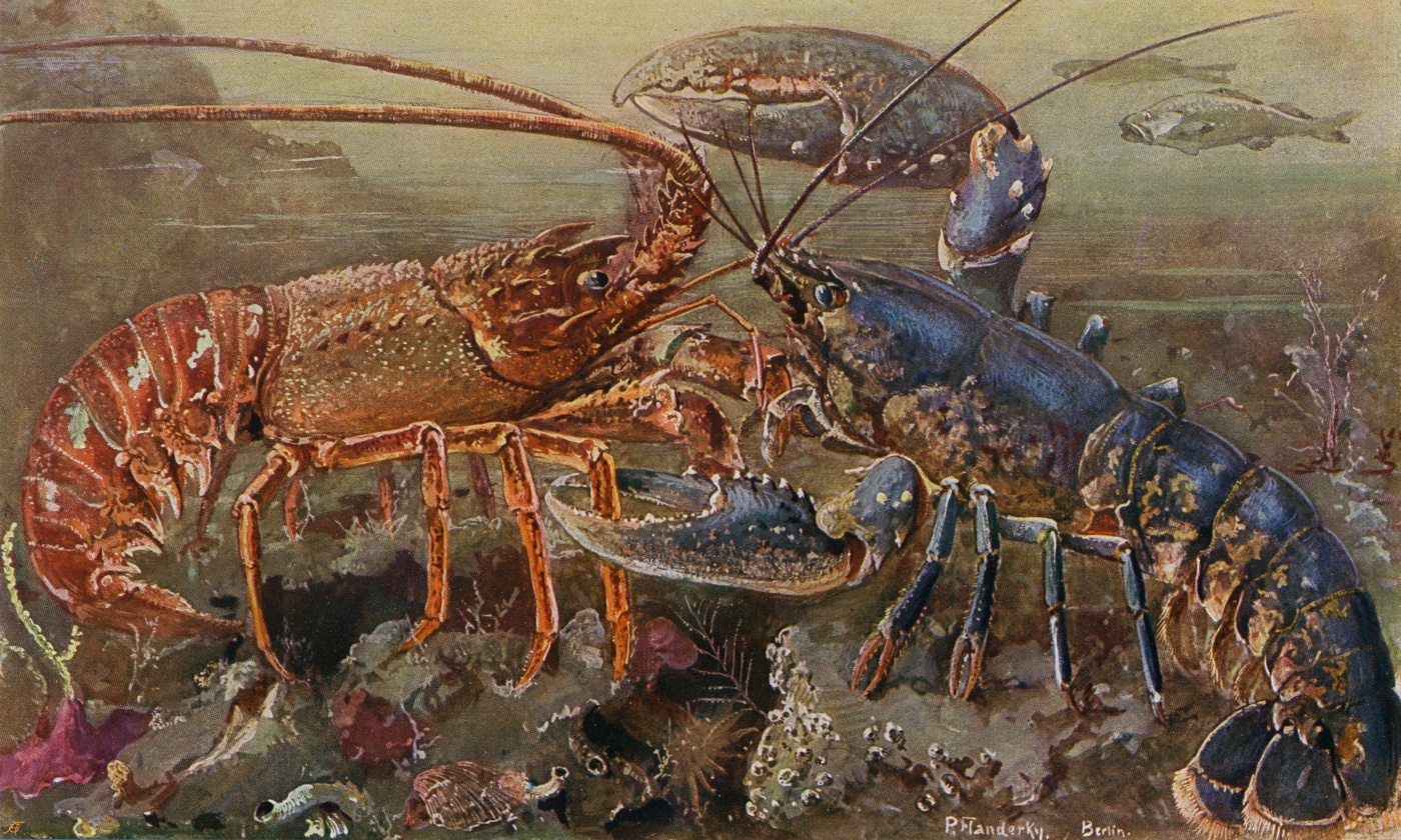Detail Images Of Lobster Nomer 13