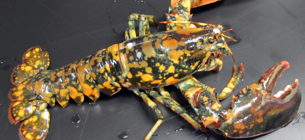 Detail Images Of Lobster Nomer 14