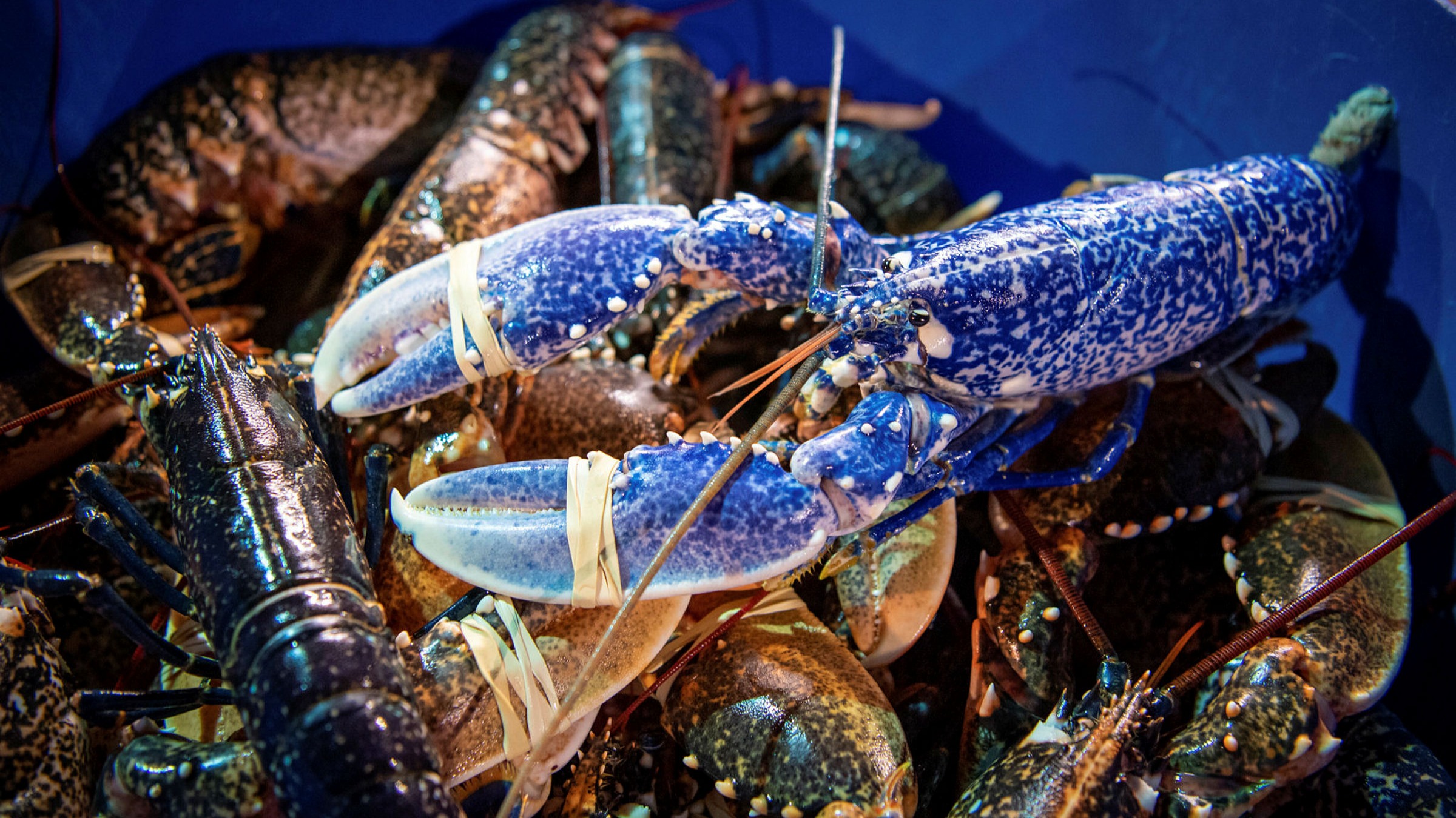 Detail Images Of Lobster Nomer 15
