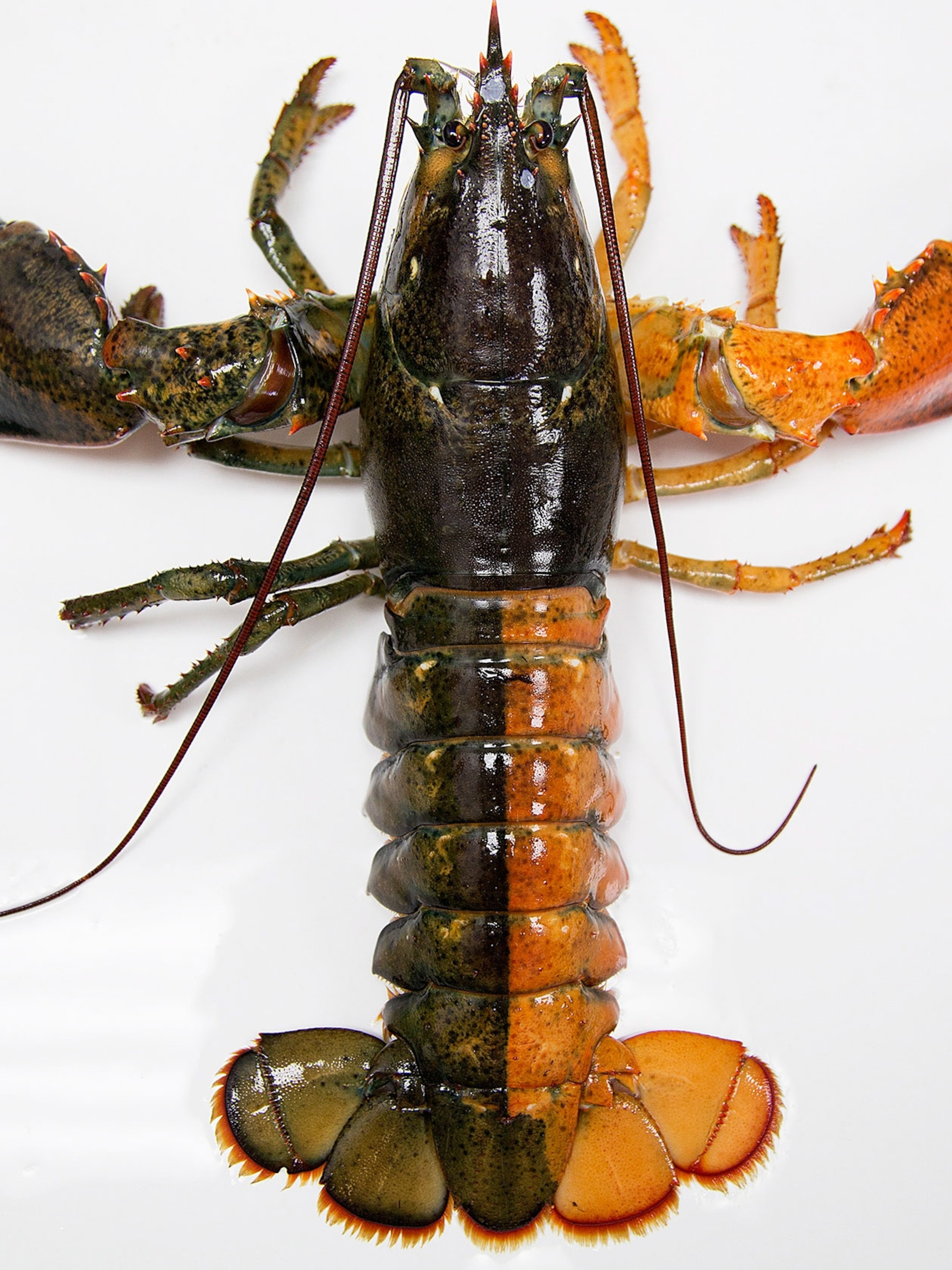Detail Images Of Lobster Nomer 16