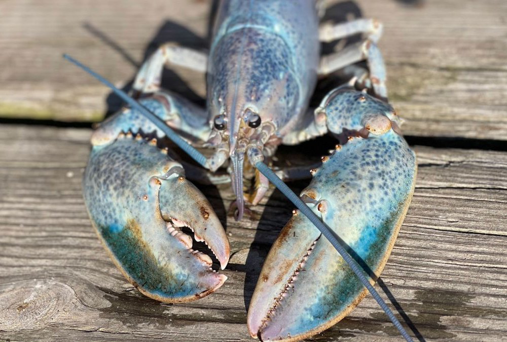 Detail Images Of Lobster Nomer 17