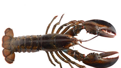 Detail Images Of Lobster Nomer 18