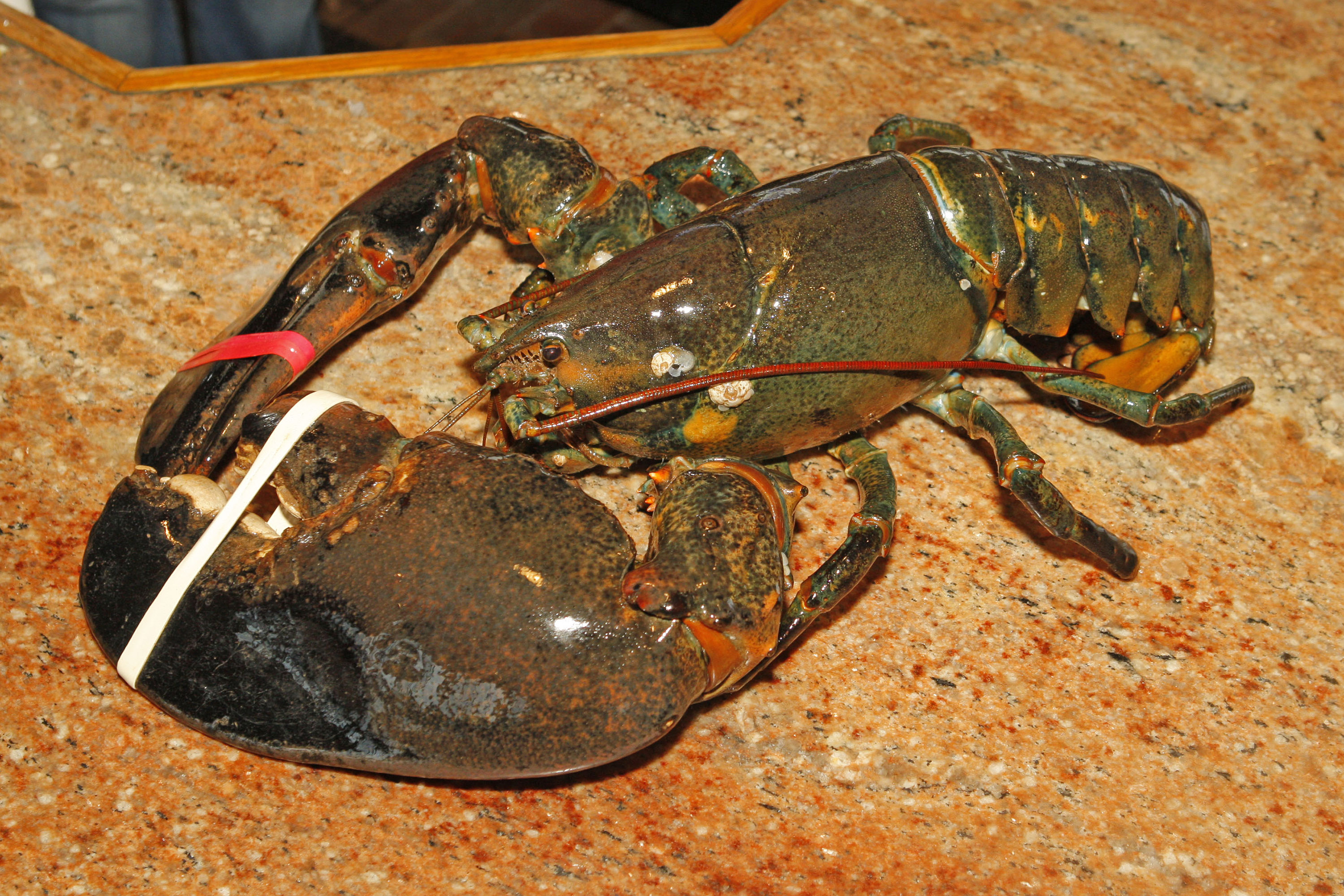 Detail Images Of Lobster Nomer 19
