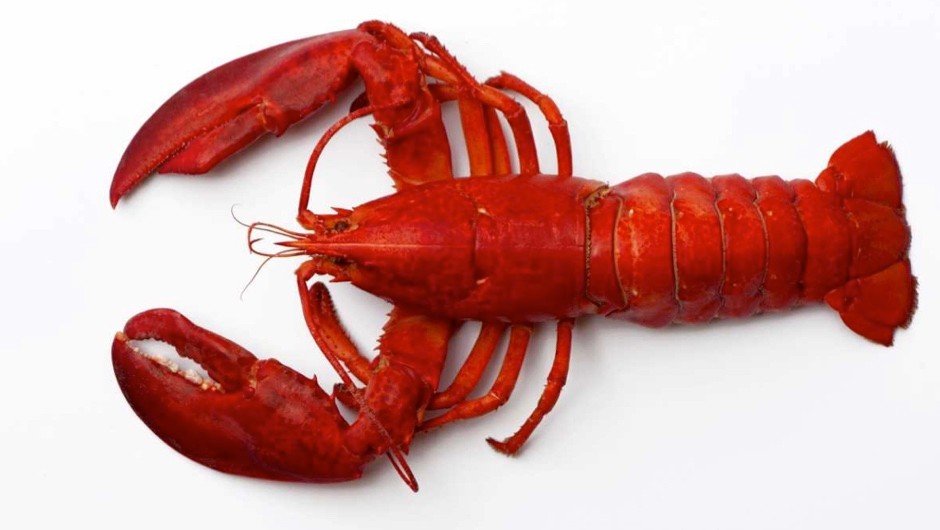 Detail Images Of Lobster Nomer 3