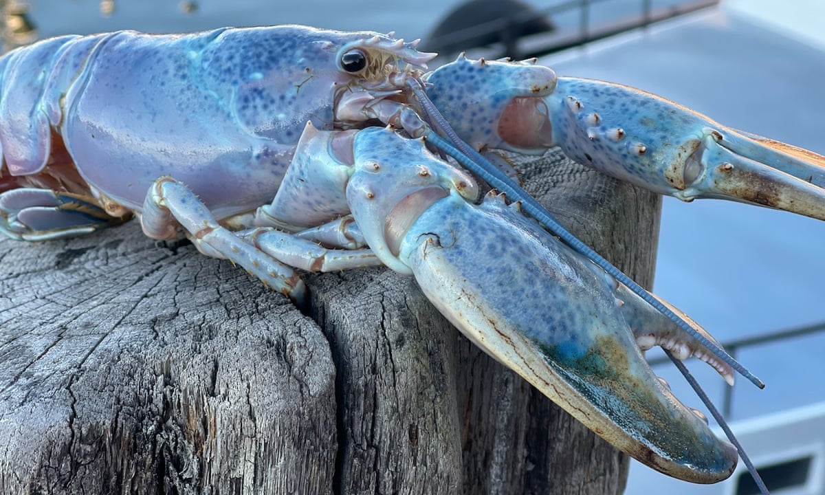 Detail Images Of Lobster Nomer 22