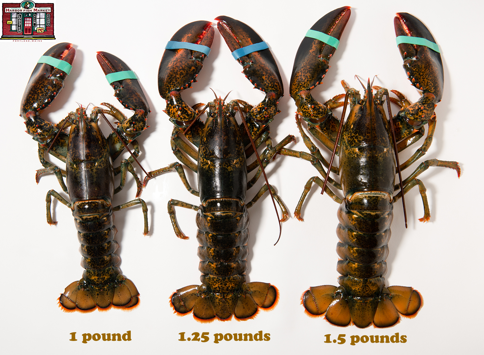 Detail Images Of Lobster Nomer 24