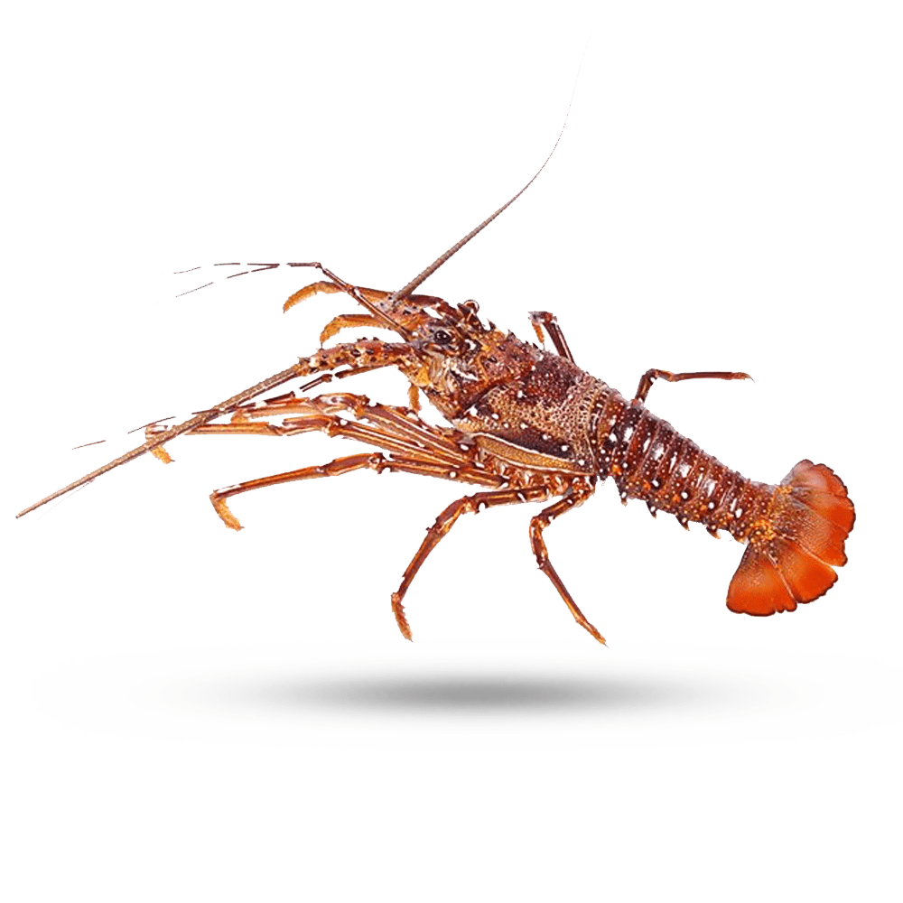 Detail Images Of Lobster Nomer 28