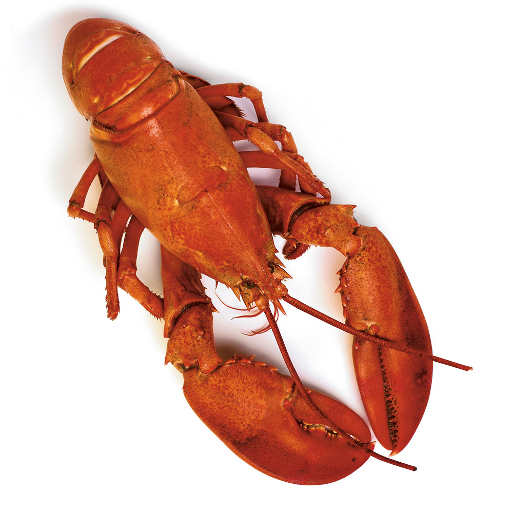 Detail Images Of Lobster Nomer 29