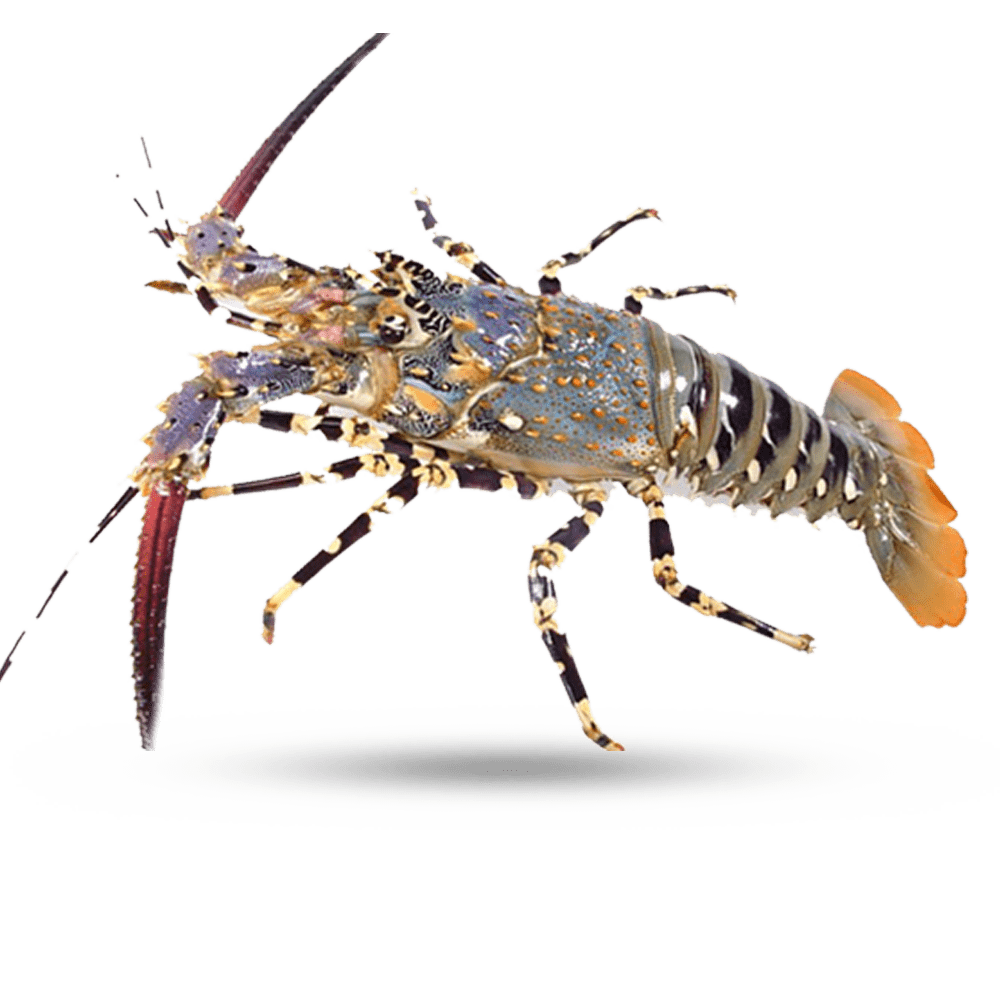 Detail Images Of Lobster Nomer 30