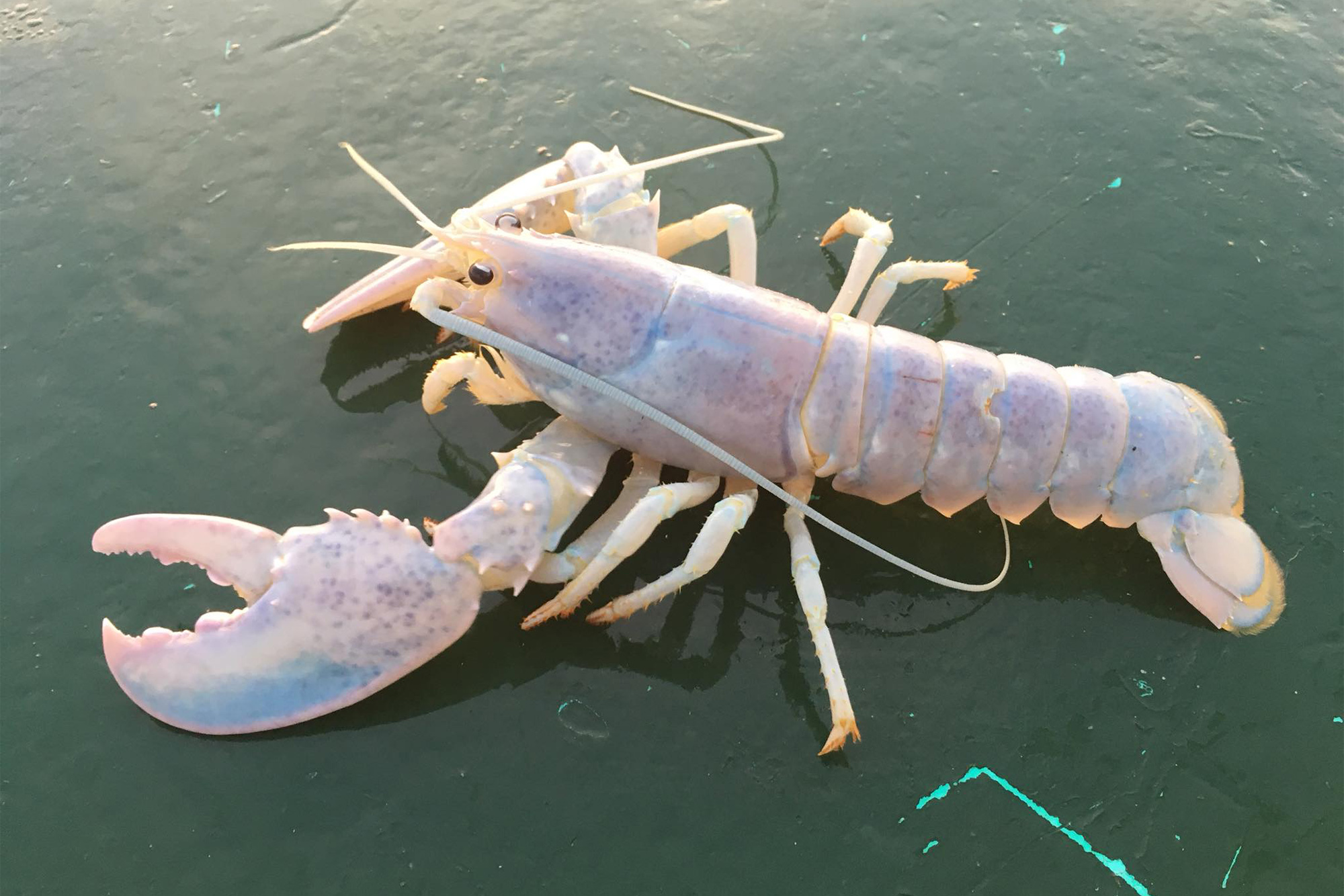Detail Images Of Lobster Nomer 31