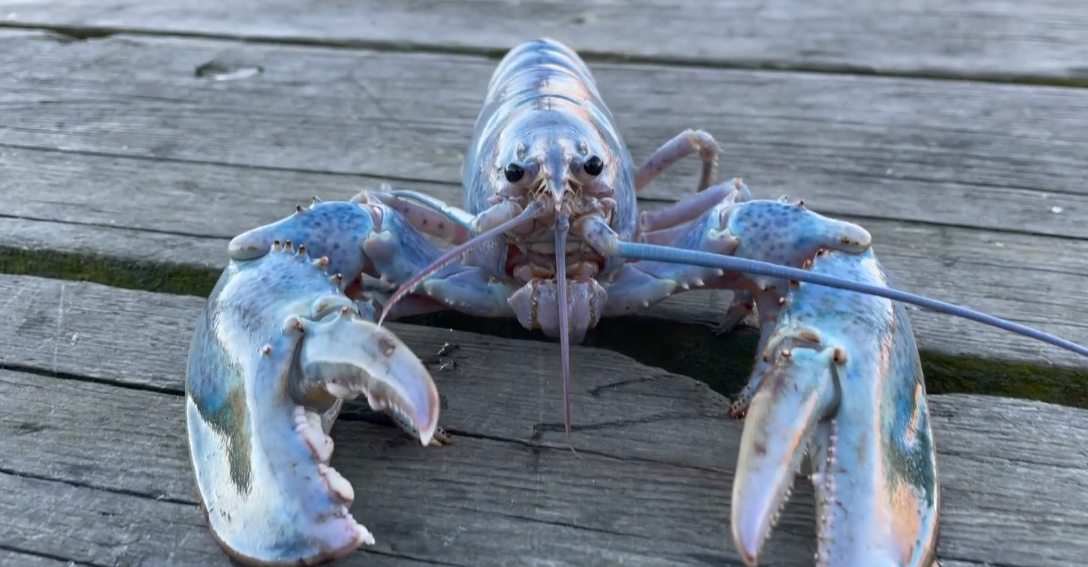 Detail Images Of Lobster Nomer 33