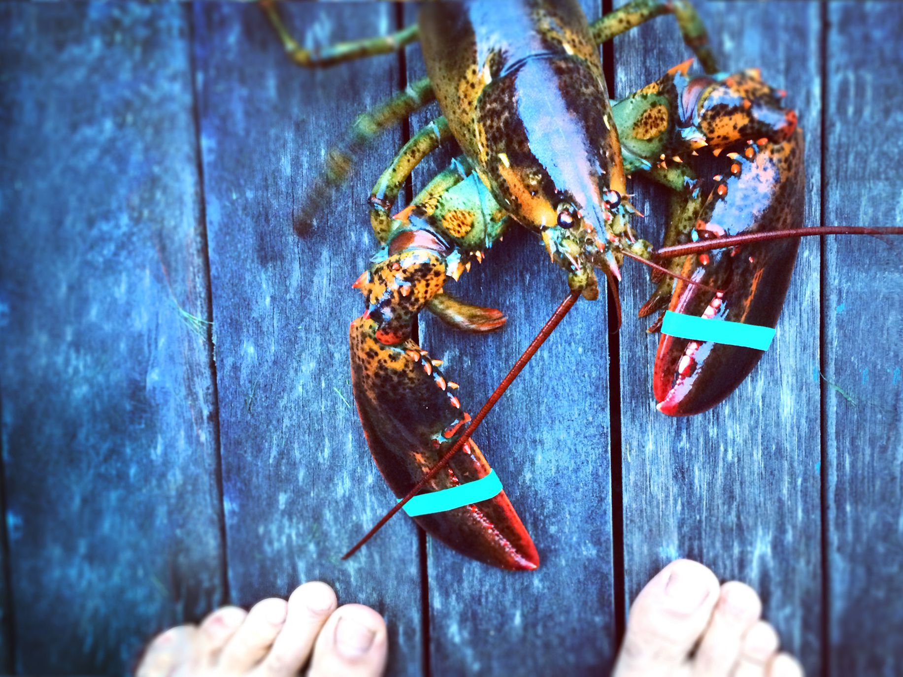 Detail Images Of Lobster Nomer 34