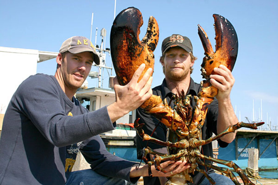 Detail Images Of Lobster Nomer 35