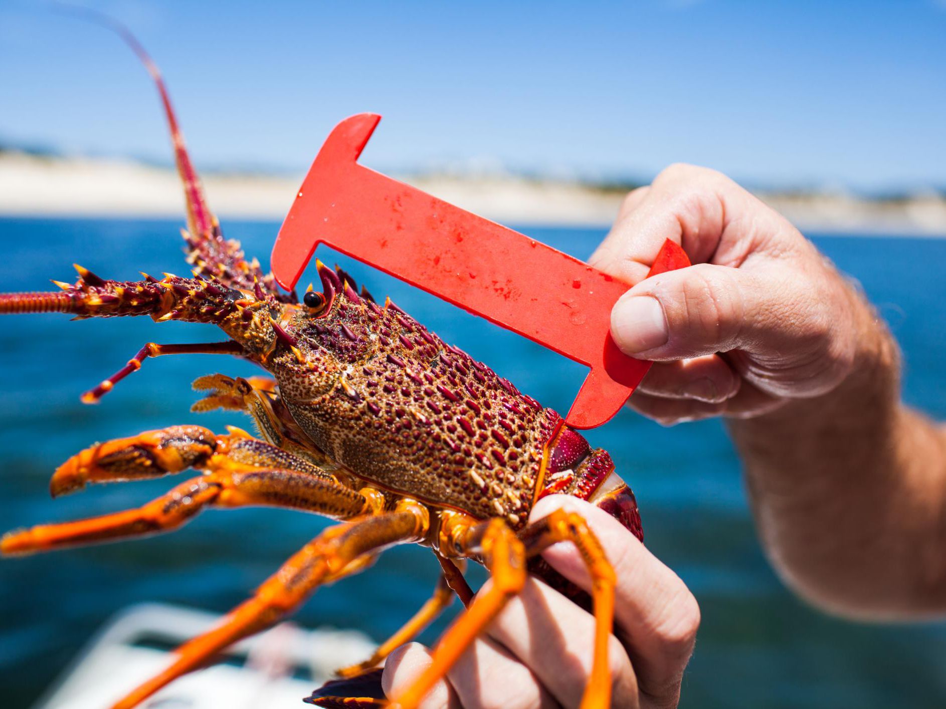 Detail Images Of Lobster Nomer 36