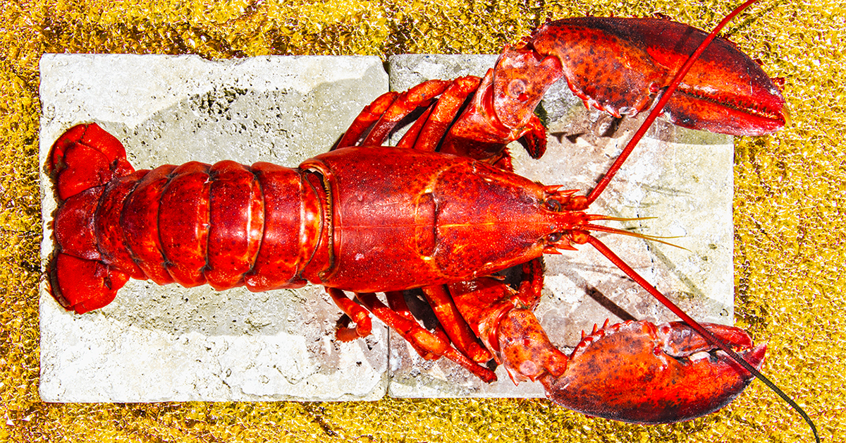 Detail Images Of Lobster Nomer 5