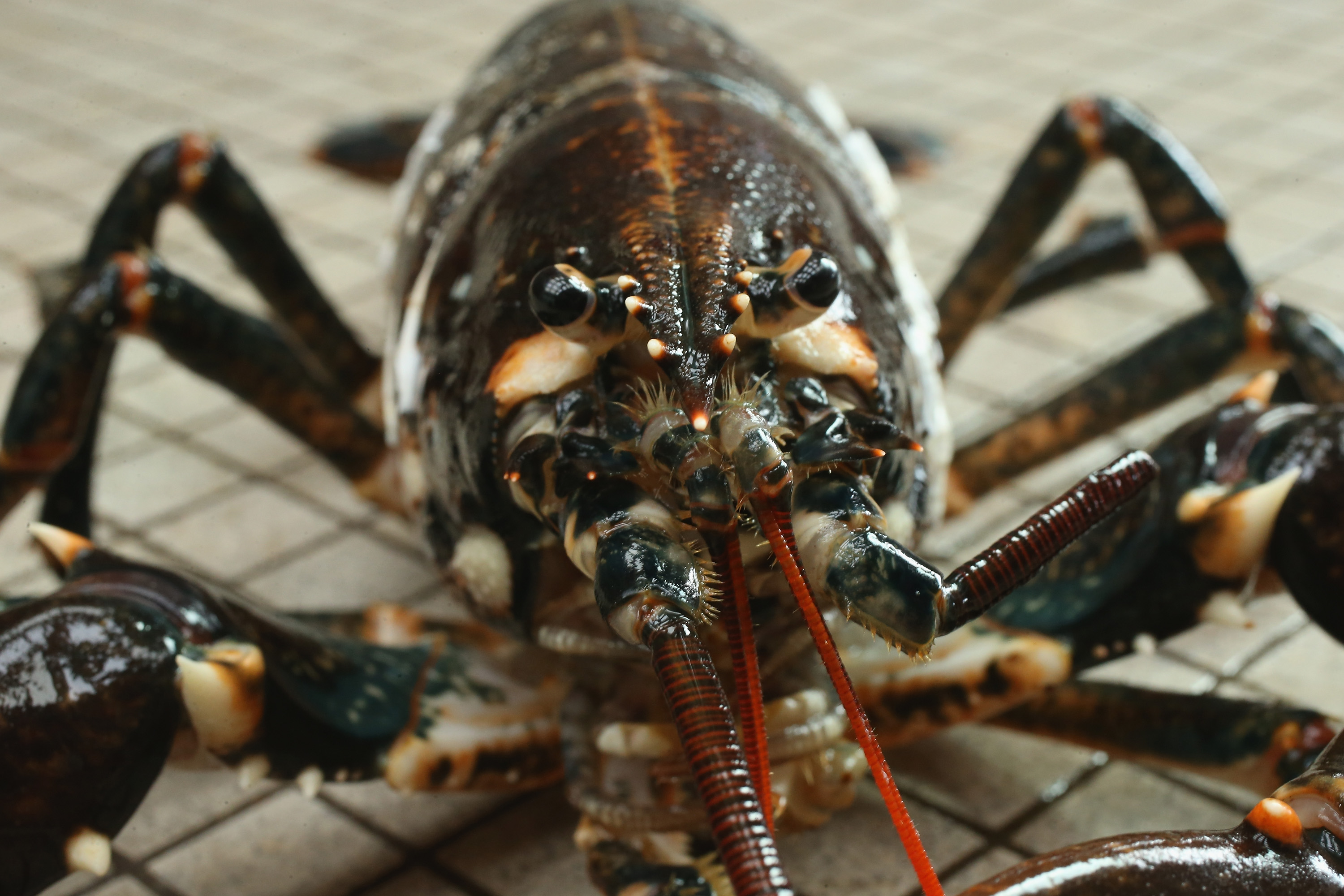 Detail Images Of Lobster Nomer 42