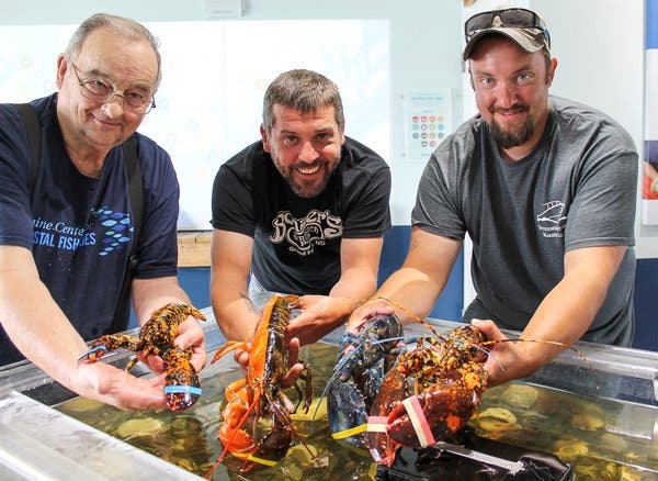 Detail Images Of Lobster Nomer 43