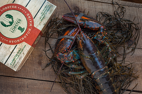 Detail Images Of Lobster Nomer 45