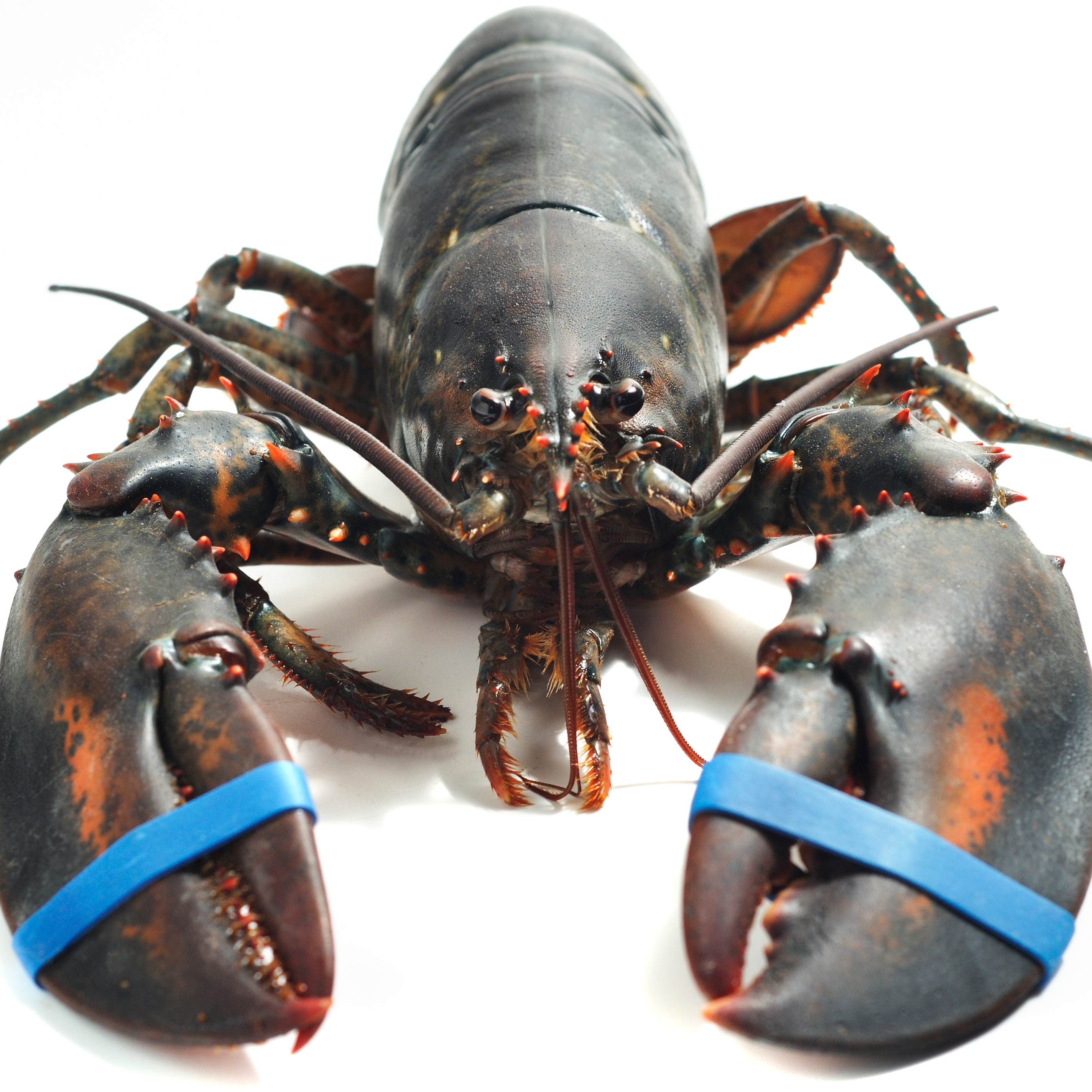 Detail Images Of Lobster Nomer 6