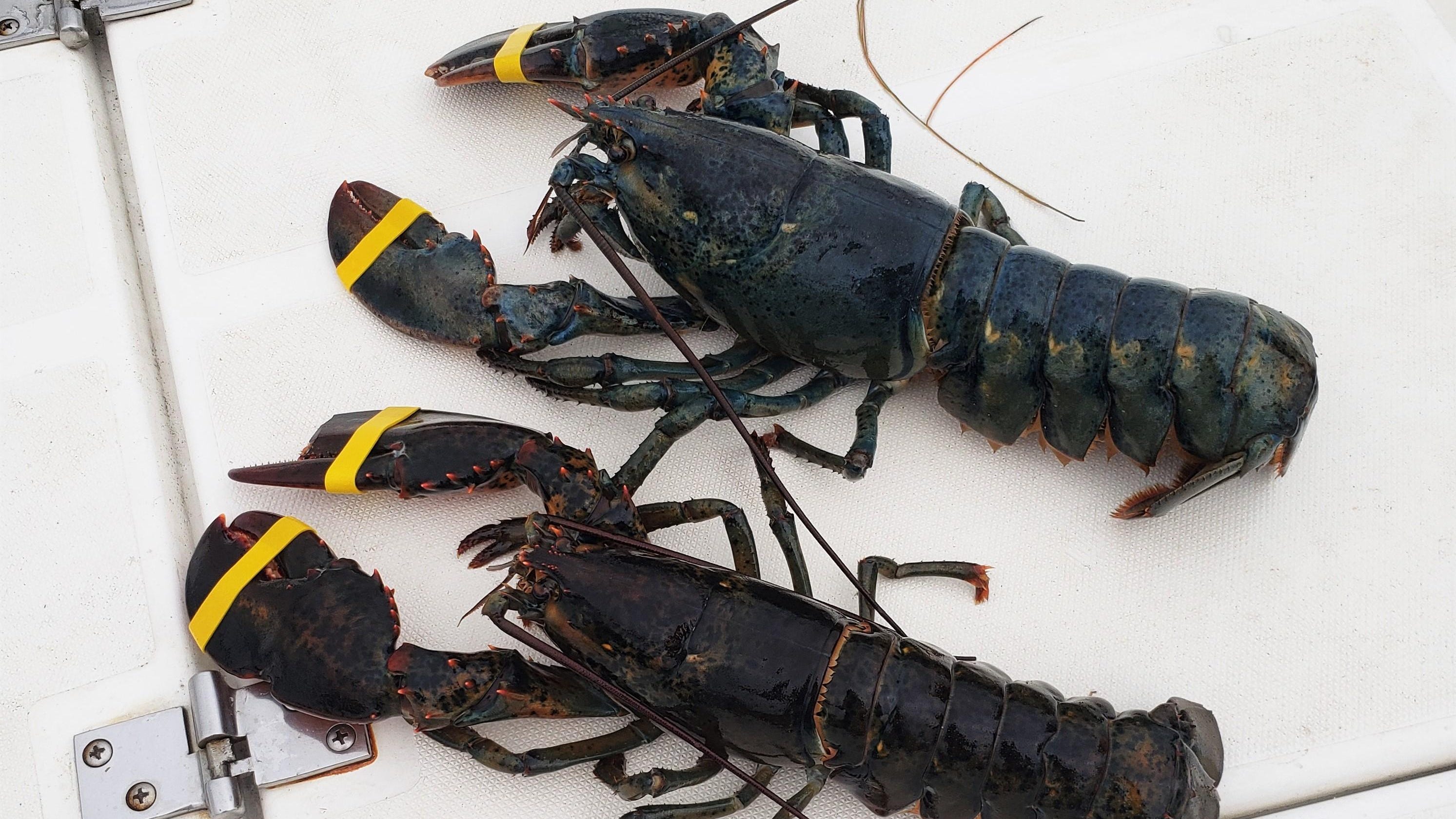 Detail Images Of Lobster Nomer 47