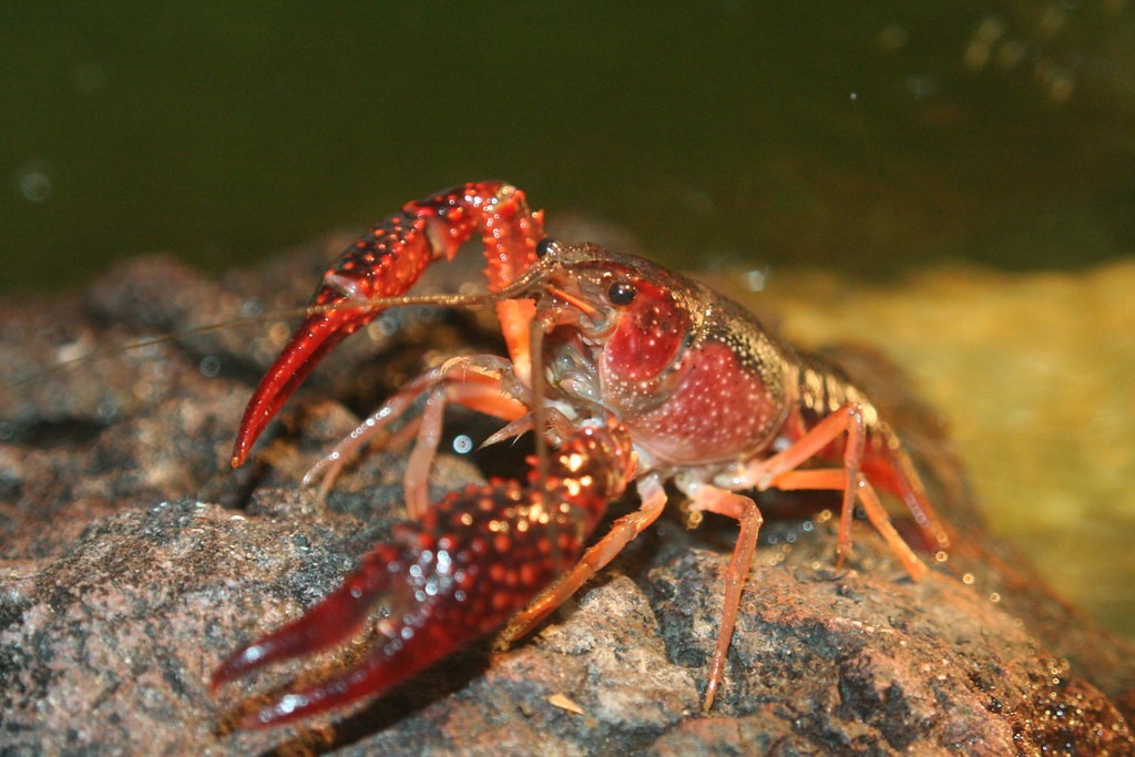 Detail Images Of Lobster Nomer 49