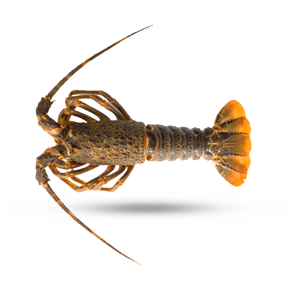 Detail Images Of Lobster Nomer 50