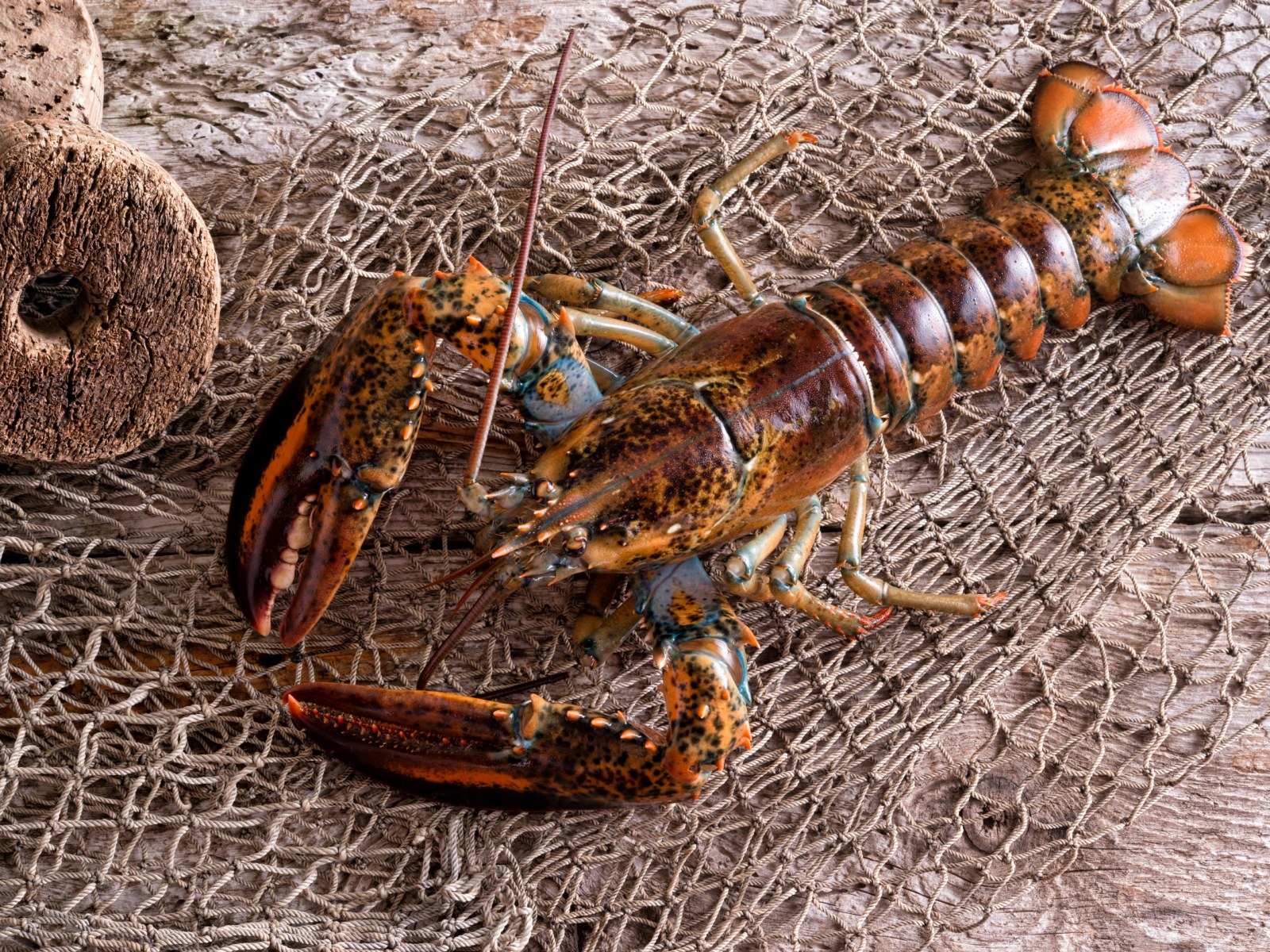 Detail Images Of Lobster Nomer 51