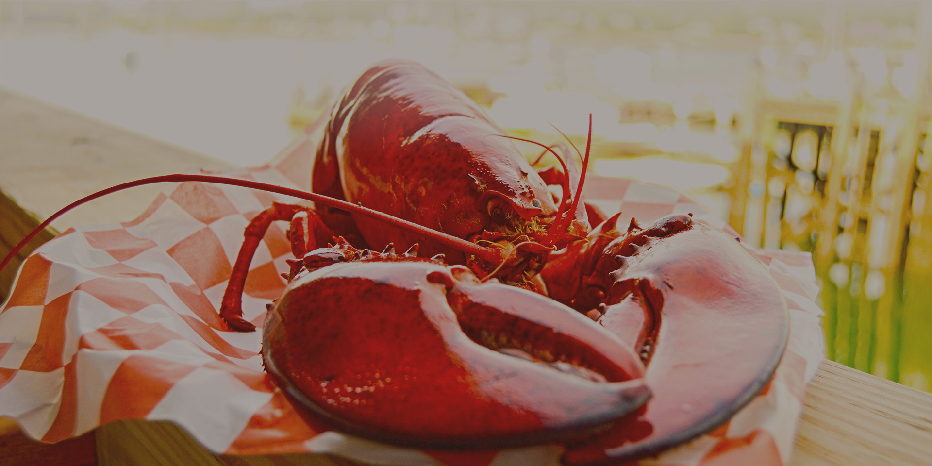 Detail Images Of Lobster Nomer 53