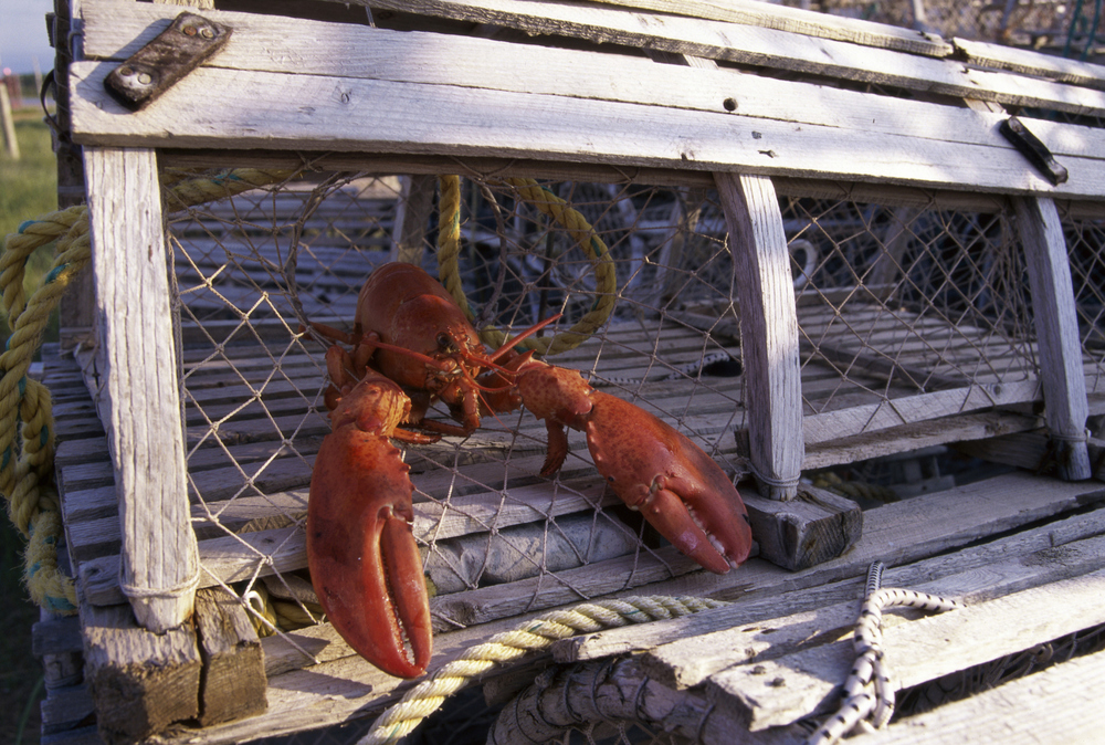 Detail Images Of Lobster Nomer 54