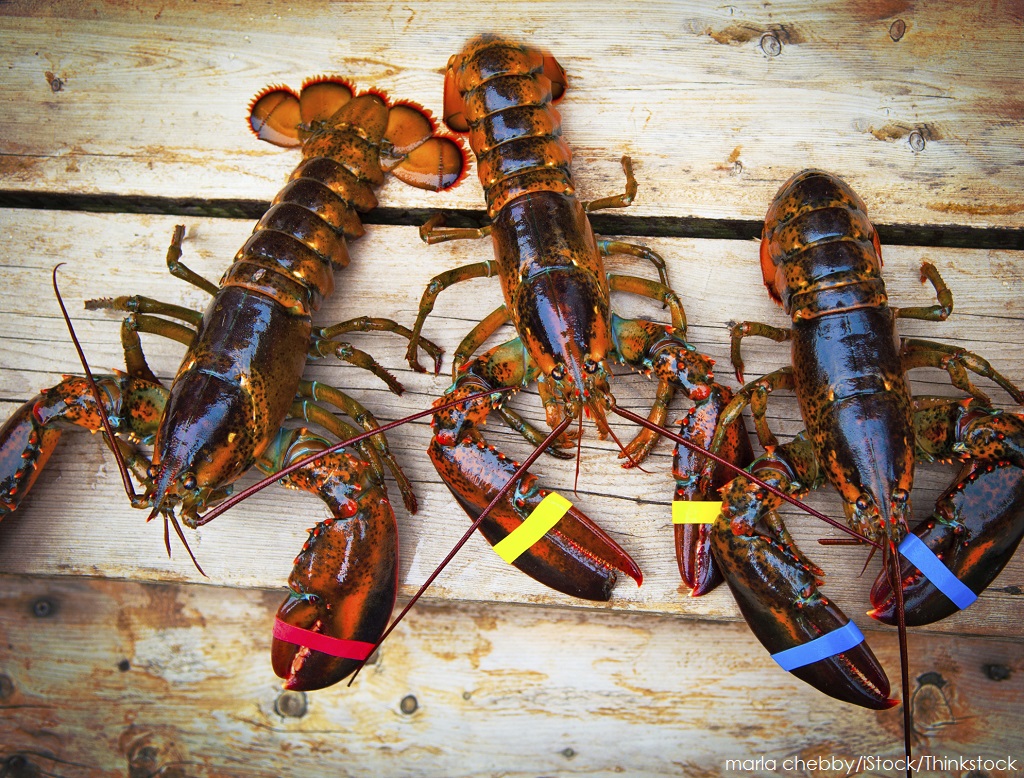 Detail Images Of Lobster Nomer 55