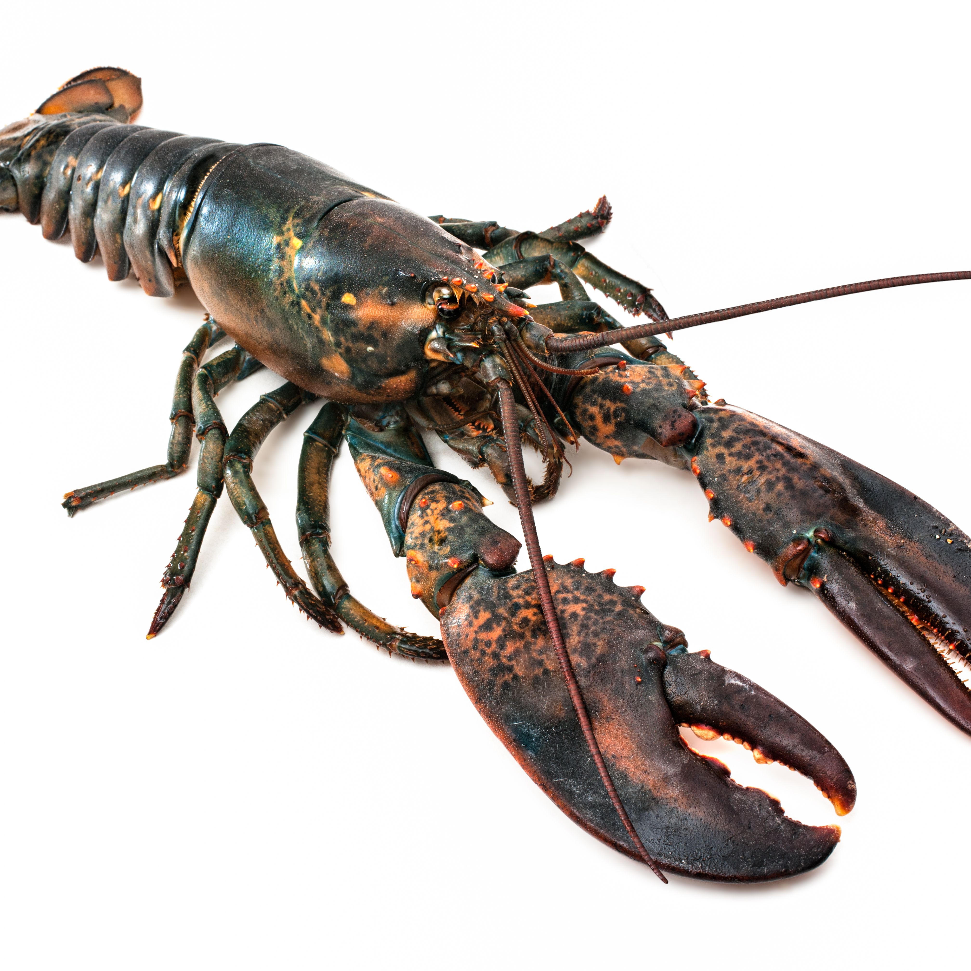 Detail Images Of Lobster Nomer 7